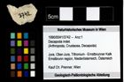 Foto (Objekt + Etiketten) von Decapoda indet. 
